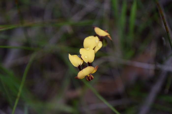 Diuris - orchid-donkey-004.JPG